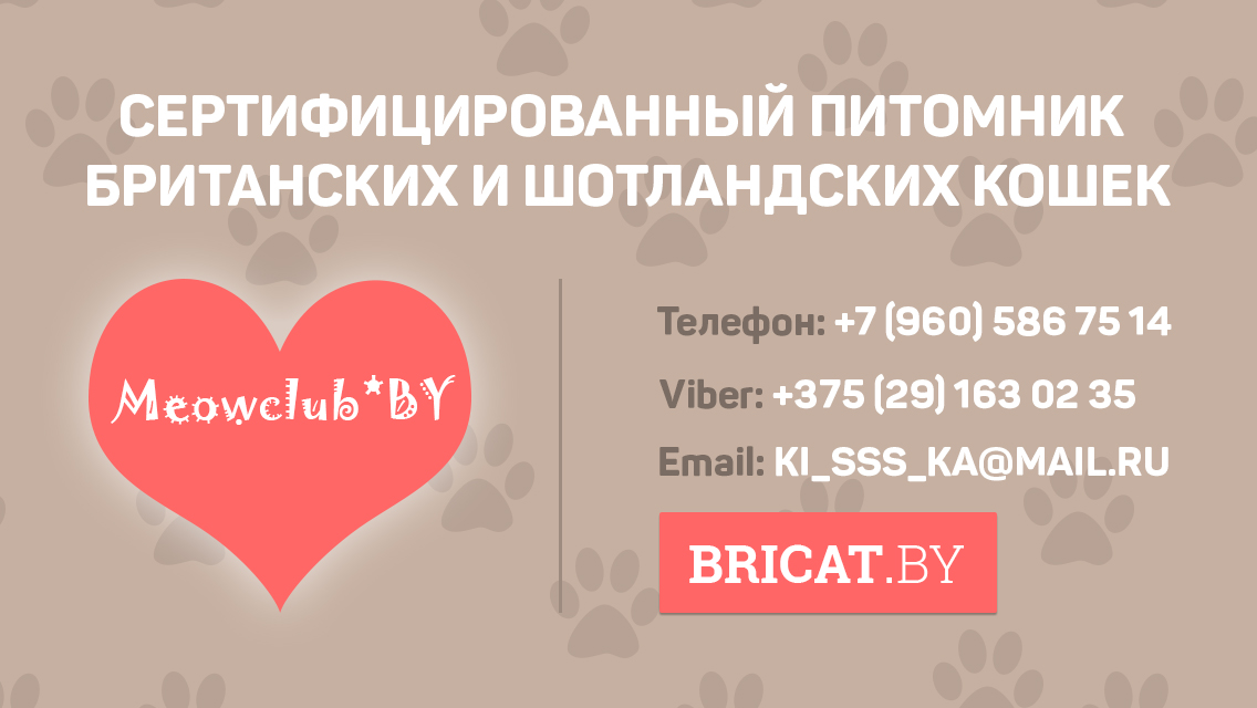 контакты питомника британских кошек в Минске meowclub *by, телефон заводчика британцев