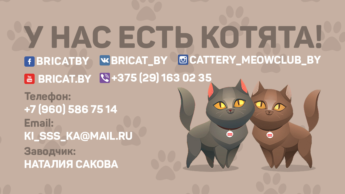 Питомник британских кошек в Минске, где купить котят британцев в Беларуси - контакты, телефон заводчика