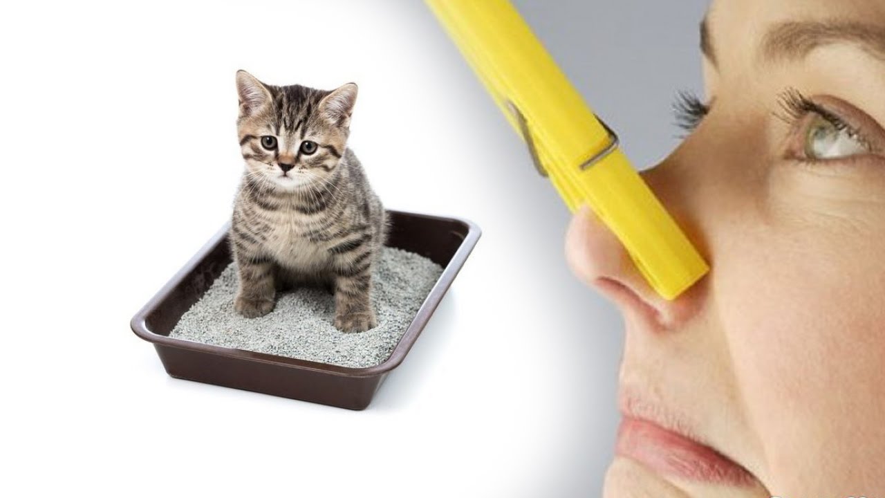 Избавляемся от запаха кошачьей мочи: причины, по которым кошка метит + 5 средств для устранения неприятного запаха