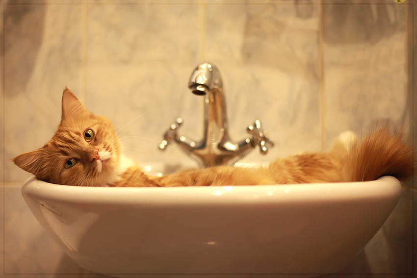 Как искупать котенка - когда и как часто можно мыть кота? 
