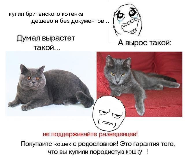 Сколько стоит британский котенок в Минске? Где купить котенка-британца  недорого