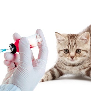 Вакцинация британских котят и кошек. Советы: когда, в каком возрасте и чем прививать котят британцев. Какие прививки нужно делать котятам