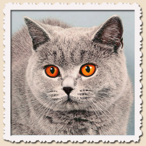 Особенности поведения и характер британских короткошерстных котов (british shorthair)