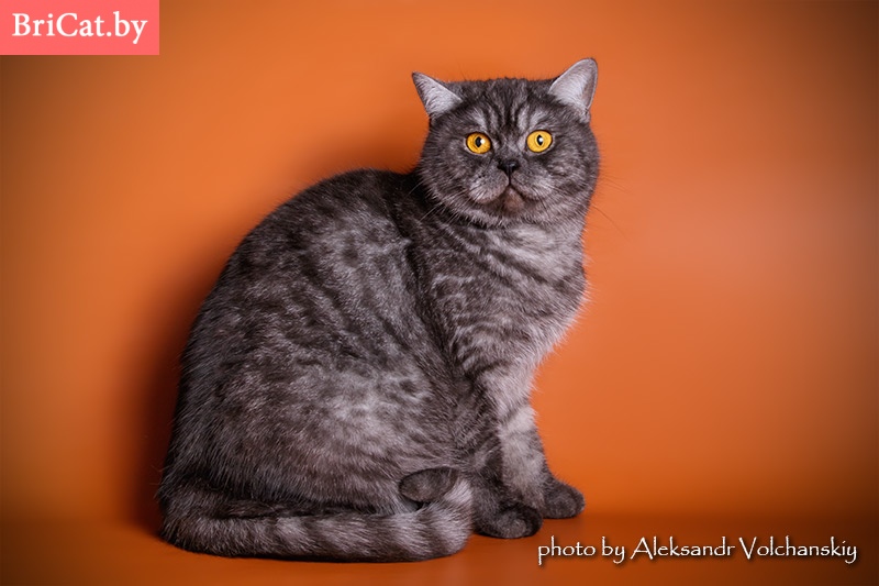 британская кошка окраса BRI ns (черный дымный) профессиональное фото