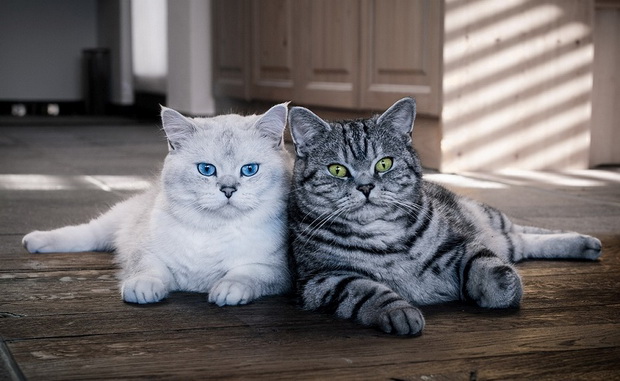 две британские кошки - семейная пара британцев