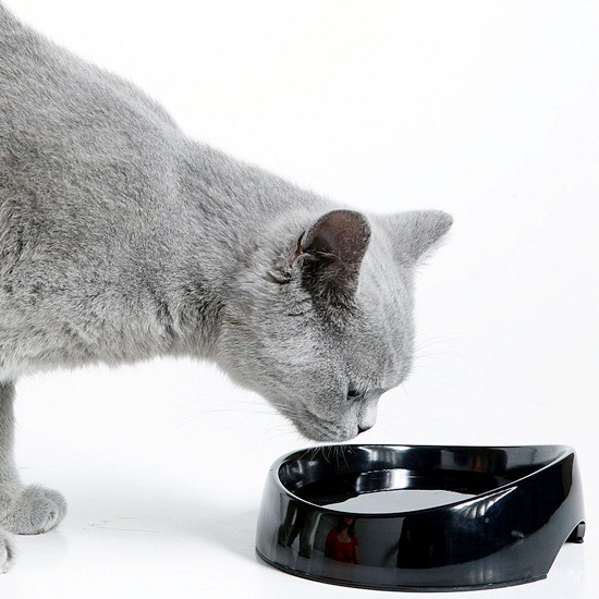Рекомендации по питанию британской короткошерстной кошки, правила питания - чем и как кормить британских породистых котят
