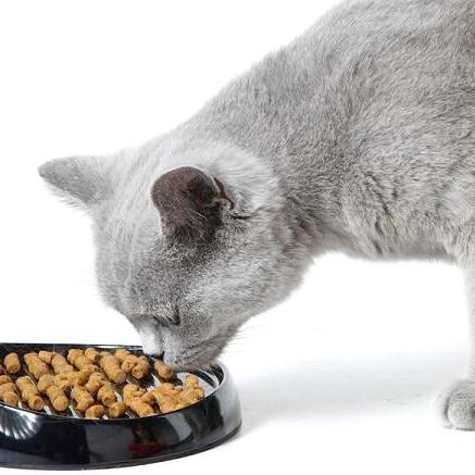 Рекомендации по питанию британской короткошерстной кошки, правила питания - чем и как кормить британских породистых котят