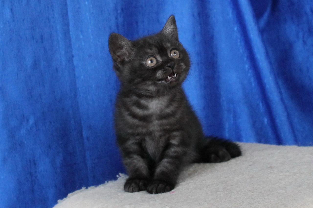 продается британский котенок окраса BRI ns  (черный дымчатый)