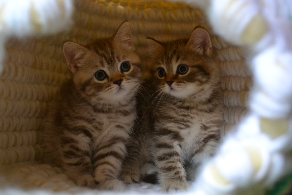 продаются британские шоколадные пятнистые котята из питомника