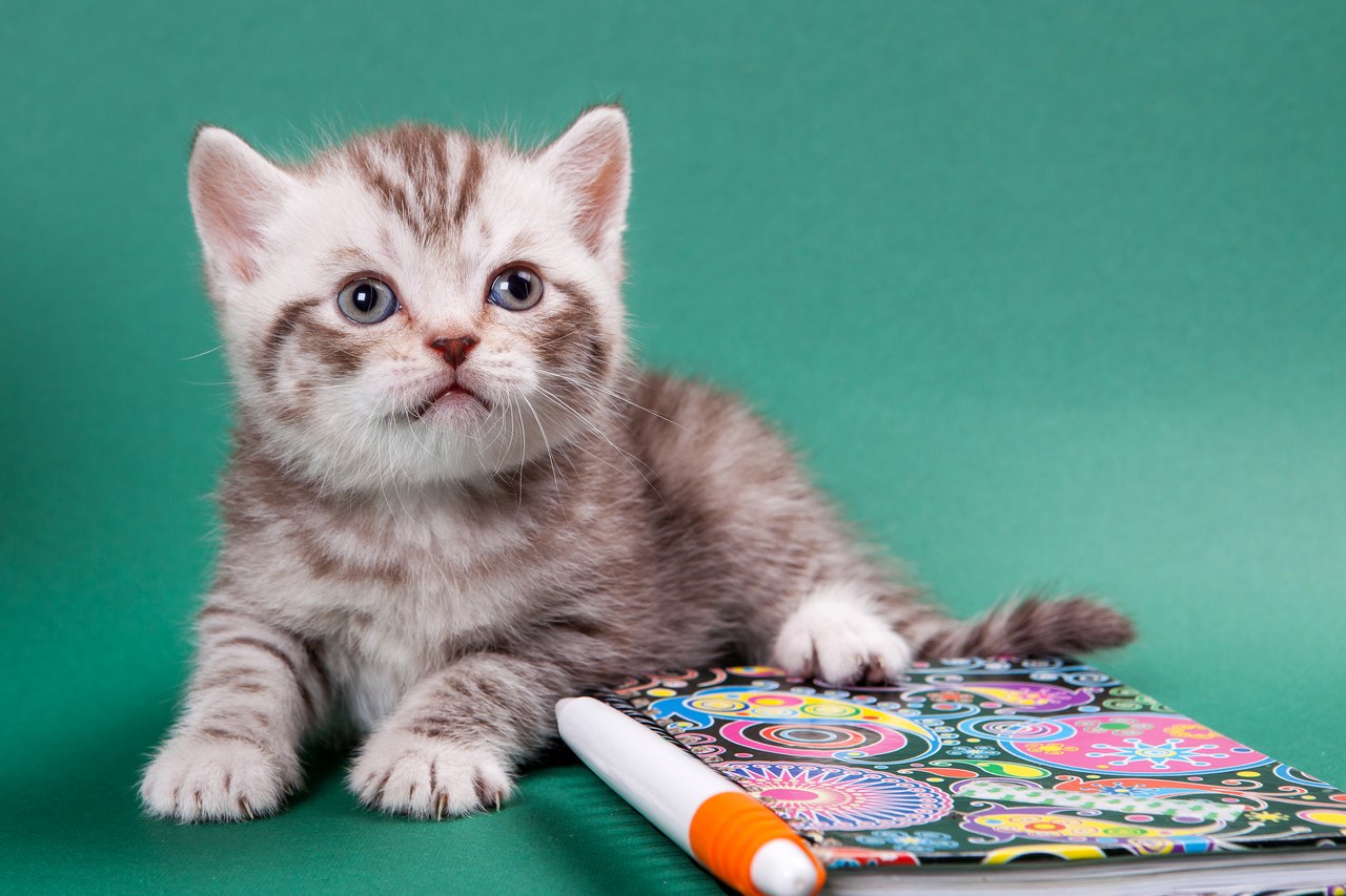 купить британского котенка окраса вискас с документами - продается кот Frankfort MeowClub *BY  BRI bs 24  (шоколадный серебристый пятнистый) из питомника в Минске