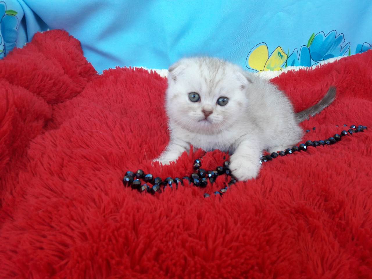 продается котенок-шотландец окраса шоколадный серебристый пятнистый из питомника в Минске