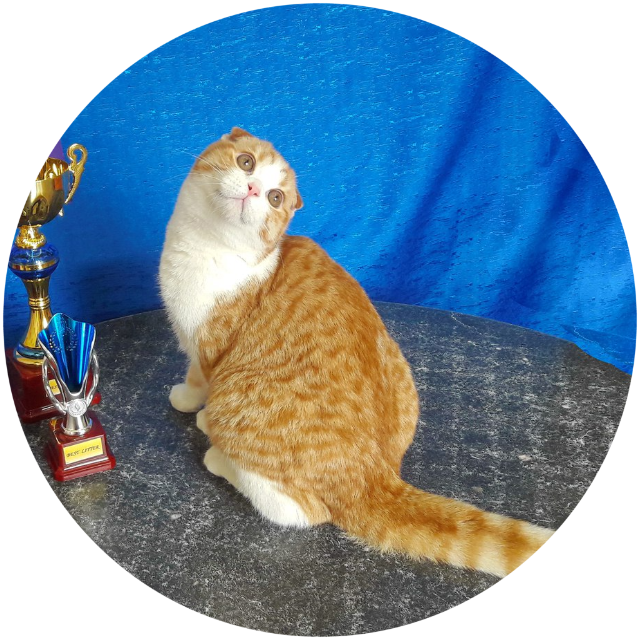 Шотландский вислоухий кот Hamilton MeowClub *BY окраса красный пятнистый биколор (носитель циннамона) для вязки