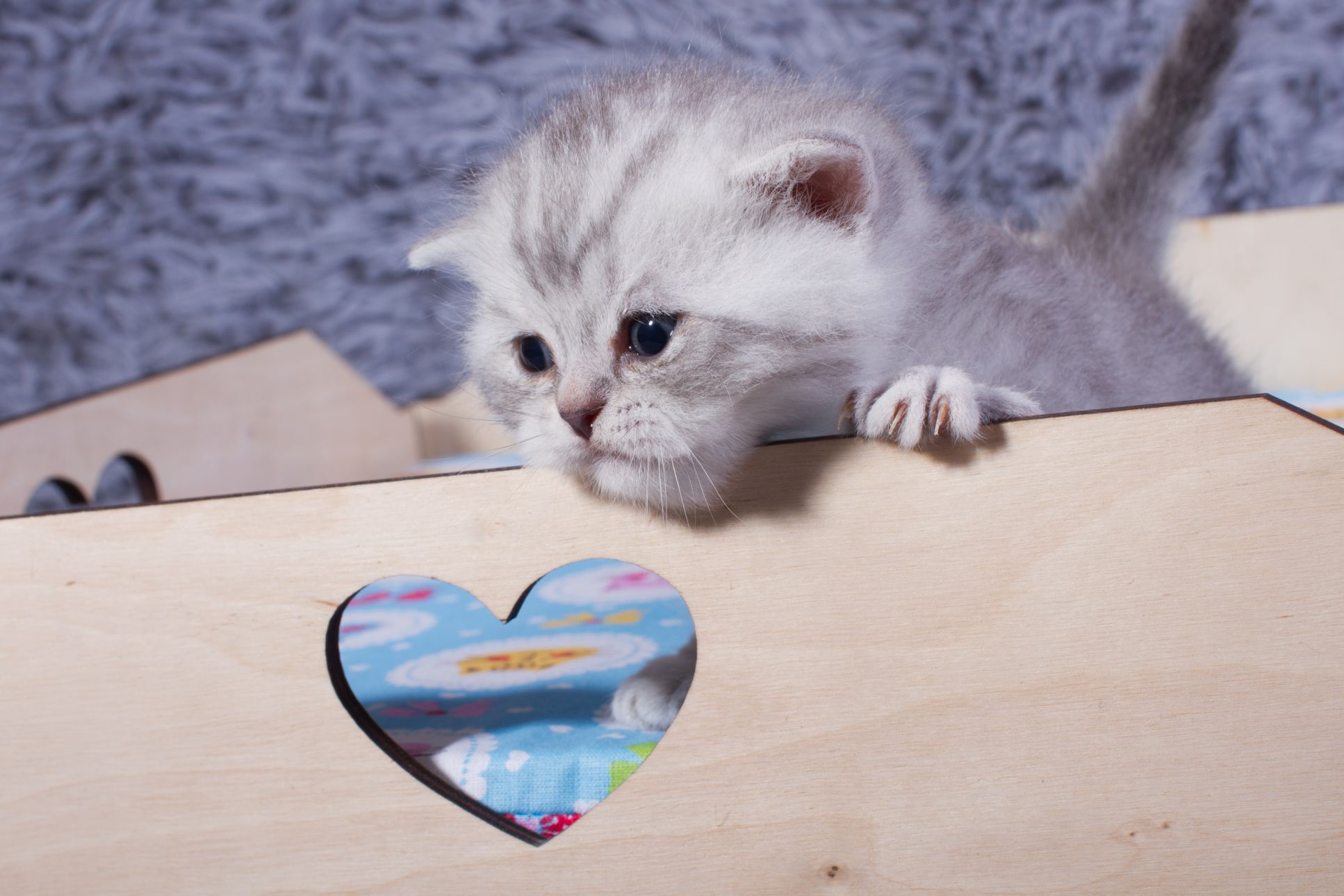 британский котенок окраса вискас продажа в Минске - продается котенок британец as 24 (голубое пятно на серебре)