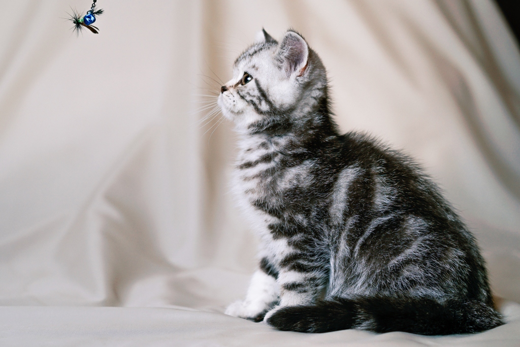 купить британского шоколадного серебристого мраморного котенка в минске
