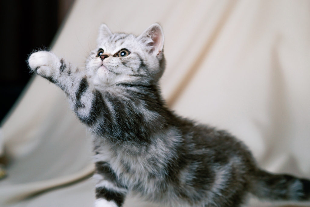 британский котенок окраса шоколадный серебристый мраморный купить в Минске