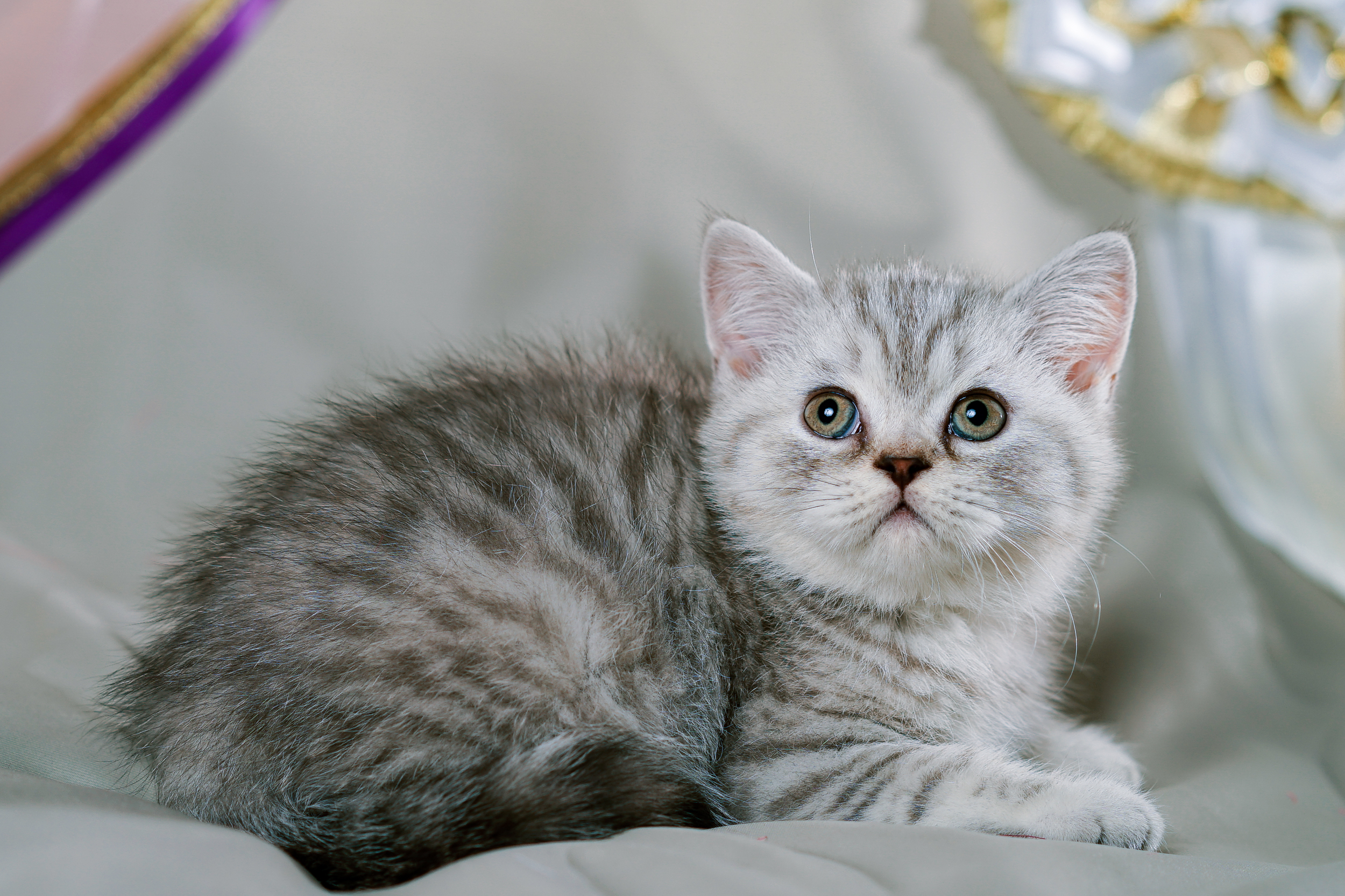 продается котенок британец окраса шоколадный серебристый пятнистый с документами