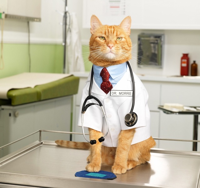 Вакцинация котят и кошек. Советы: когда, в каком возрасте и чем прививать котят британцев. Какие прививки нужно делать британским котятам