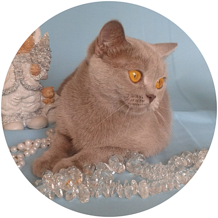 Британская лиловая кошка Лилианна