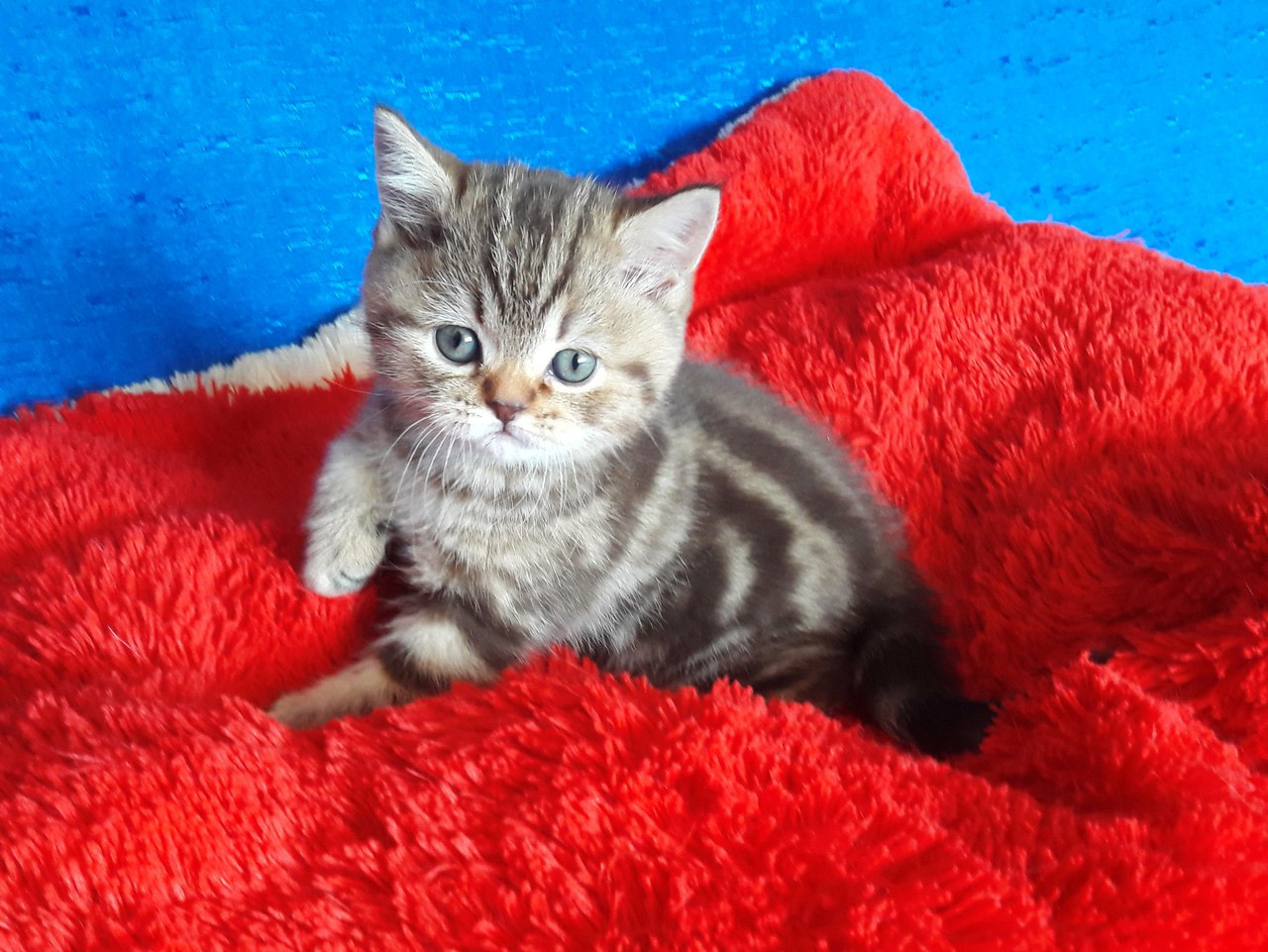 фото британского котенка Miami MeowClub *BY, окрас BRI b 22 шоколадный мраморный - продается британская кошка шоколадный мрамор