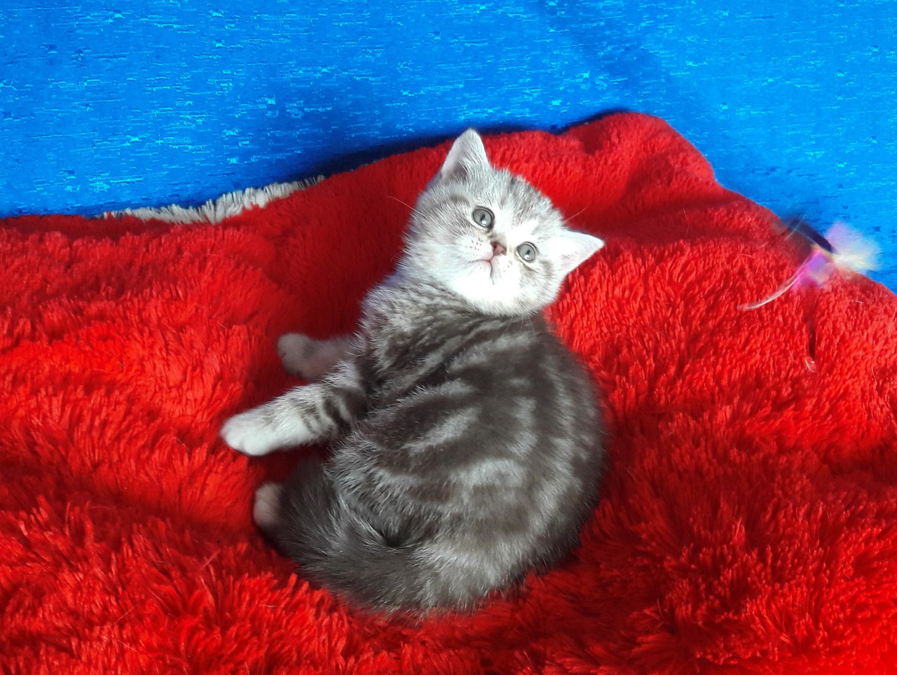 Купить британского котенка девочку окраса шоколадный серебристый мраморный BRI bs 22 в питомнике в Минске