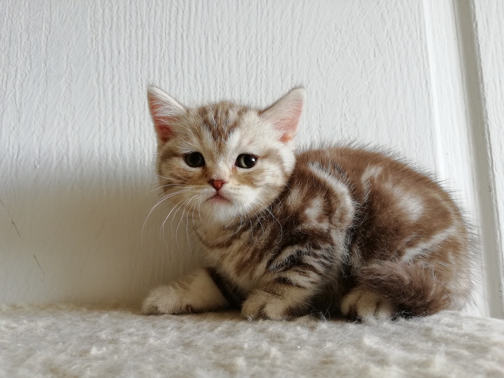 купить британского котенка окраса шоколадный серебристый мраморный носитель циннамона в минске