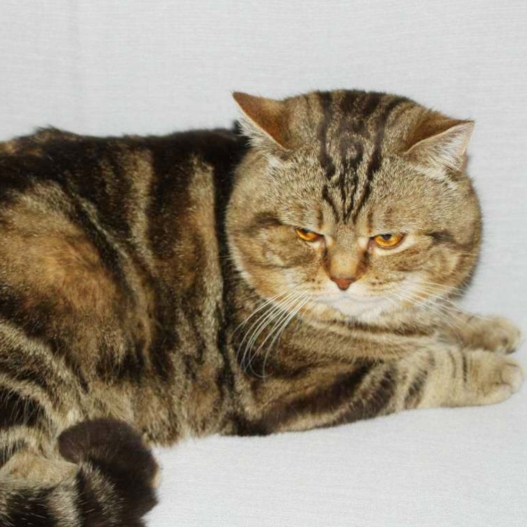 Британский кот Oskar Danian шоколадного мраморного окраса для вязки