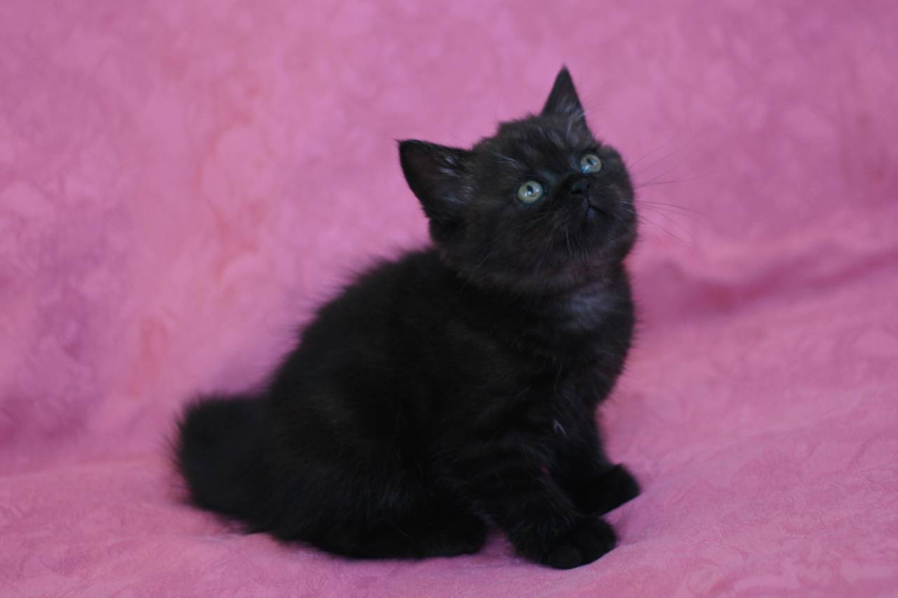 Помет Q. Шотландские котята носители циннамона, фавна: scottish fold &  straight, highland straight & fold, рожденные 10.06.2018г. от пары  шотландских кошек Flipper Tamila, окрас SFL f черная черепаха + Galion  MeowClub *BY,