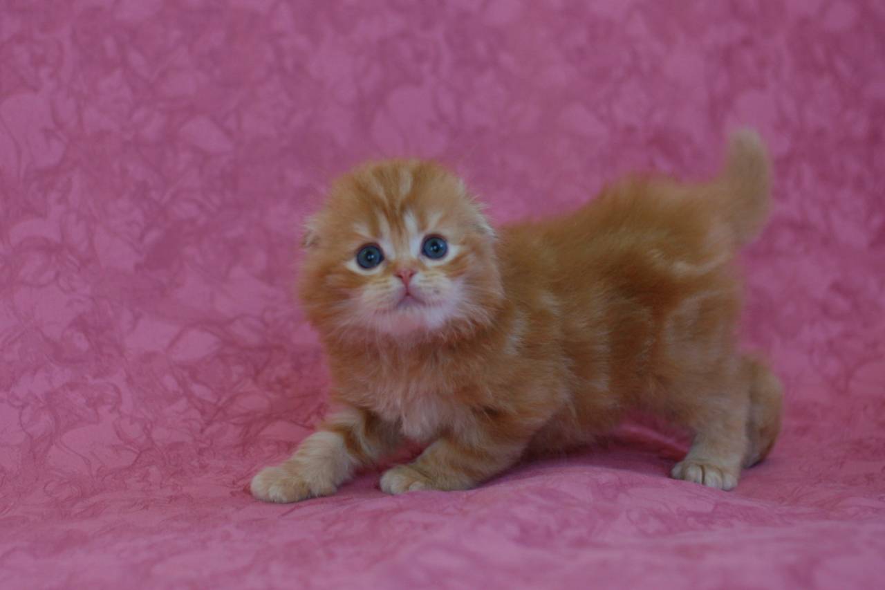 Продается красный мраморный котенок (носитель циннамона или шоколада)  скоттиш фолд, шотландская вислоухая кошка (scottish fold) - питомник в Минске
