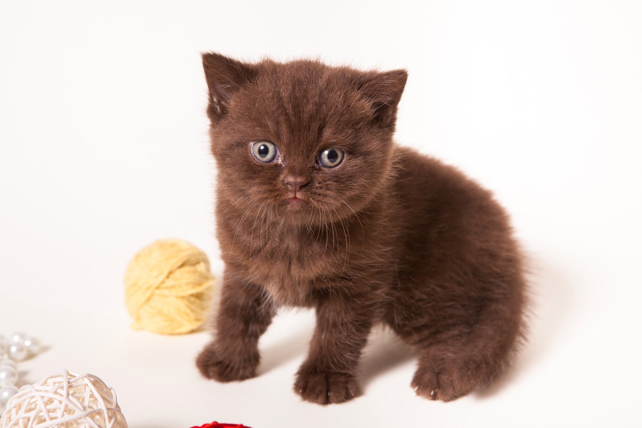 продажа чистокровных британских шоколадных котят с документами