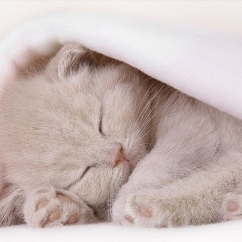 Лежанка-кроватка для сна британского или шотландского котенка. Котенок лежит, спит в кроватке
