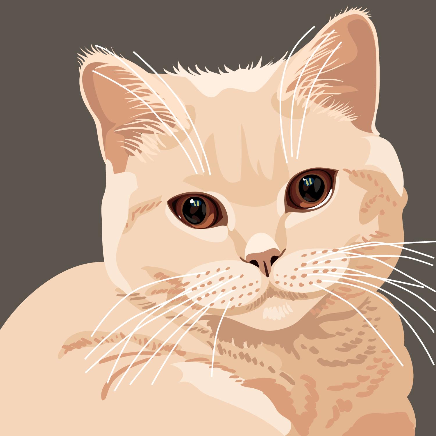 Британский котенок окраса крем - рисунок