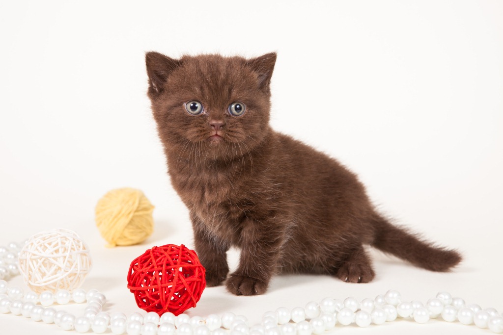 британский котенок окраса BRI bs (шоколадный дымчатый) из питомника MeowClub *BY фото