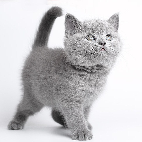 Почему породистый британский котенок стоит дорого? От чего зависит и как  формируется стоимость котенка