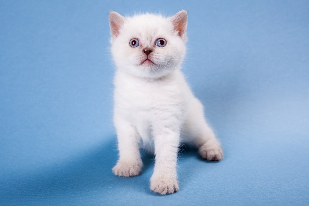купить британского пойнтового котенка с документами в Минске - продается кошка пойнт на серебре Filadelfiya MeowClub *BY  BRI bs 33  (шоколадный серебристый пойнт)