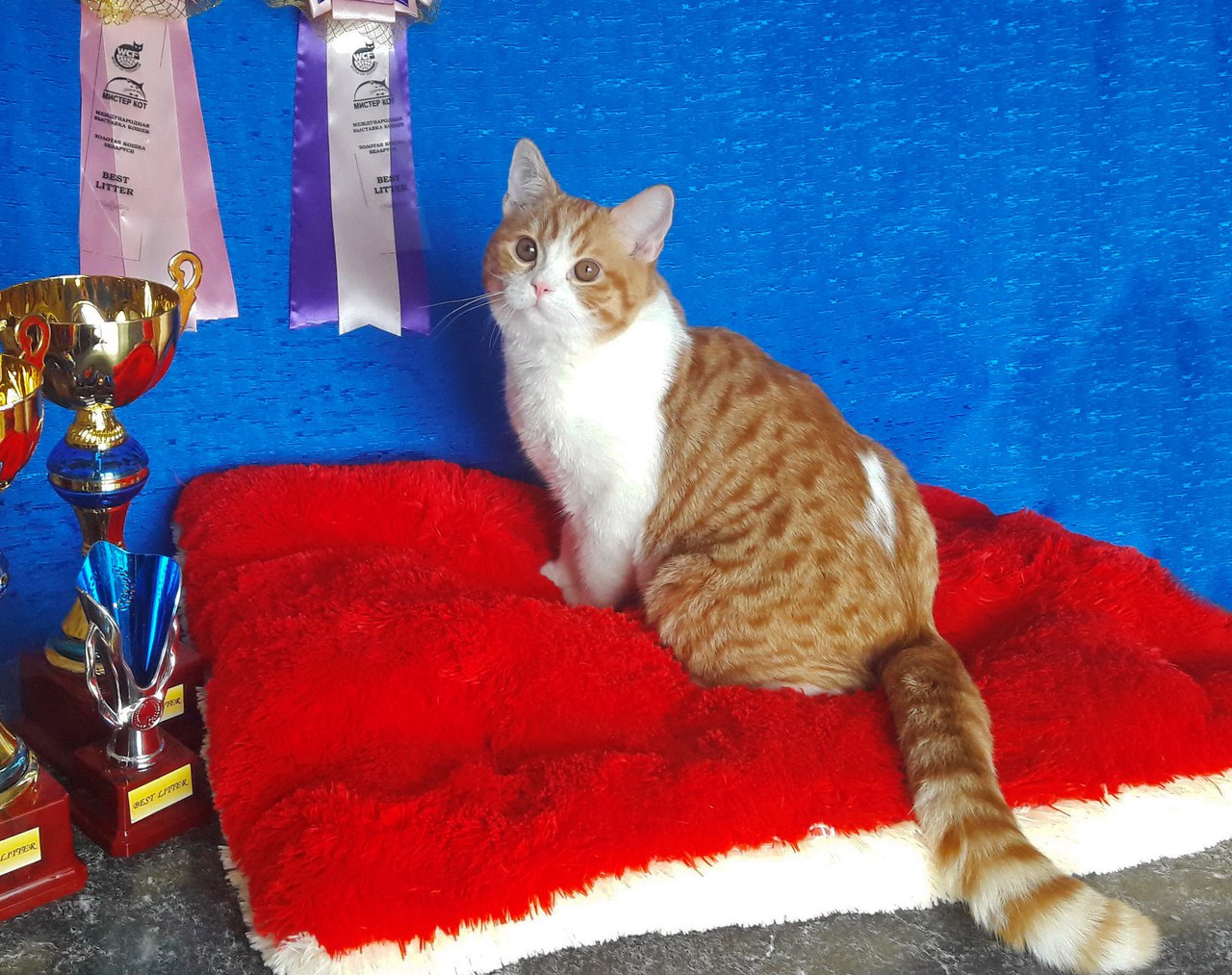 Питомник предлагает к продаже кастрированного шотландского котенка (scottish straight) Hartford MeowClub *BY SFS 71 d 24 03 (красный пятнистый биколор) носитель окраса циннамон