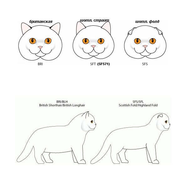 Различия британских и шотландских пород. Особенности шотландской и британской кошек