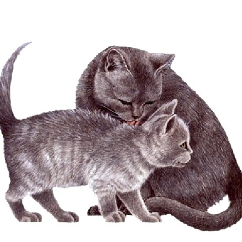 Мама кошка голубого окраса и котенок - рисунок