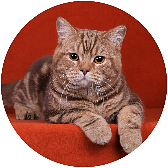 британский шоколадный мраморный кот носитель циннамона для вязки в минске