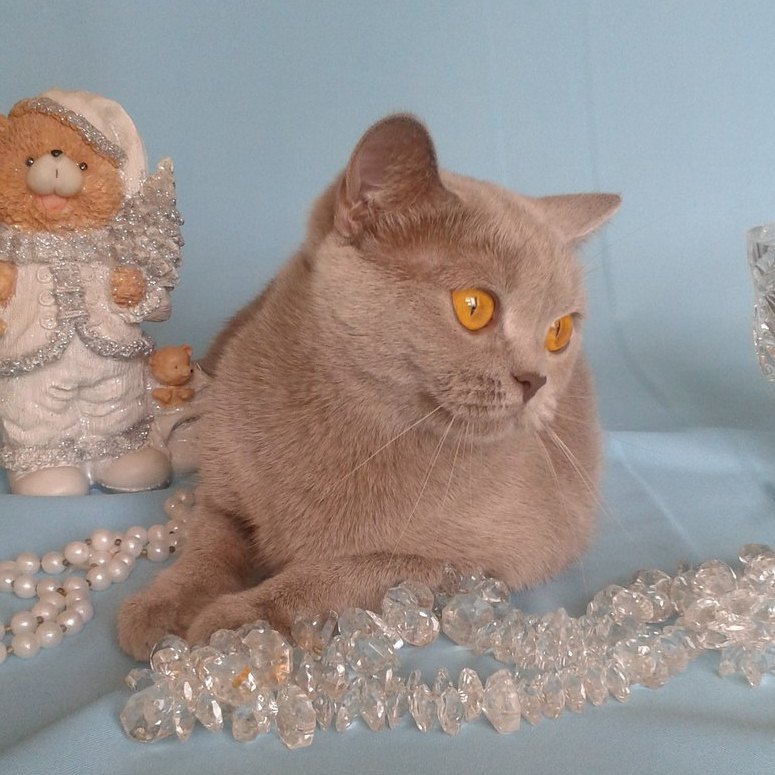 Британская лиловая кошка Лилианна из питомника MeowClub *BY заводчик Янковская Екатерина
