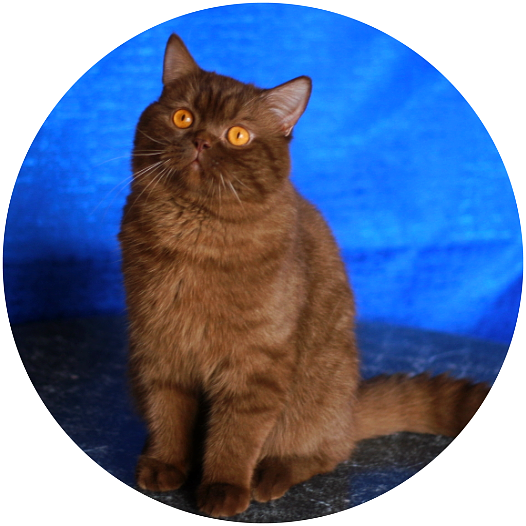 Galion MeowClub *BY шотландский шоколадный кот, носитель циннамона открыт  для вязок скоттиш страйт. Вязка шотландских вислоухих кошек в Минске